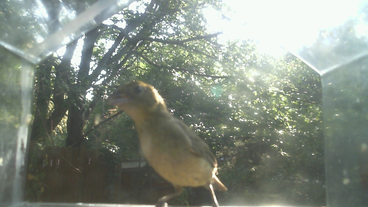 House Finch