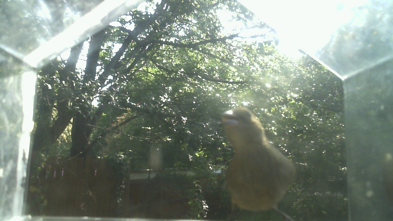 House Finch