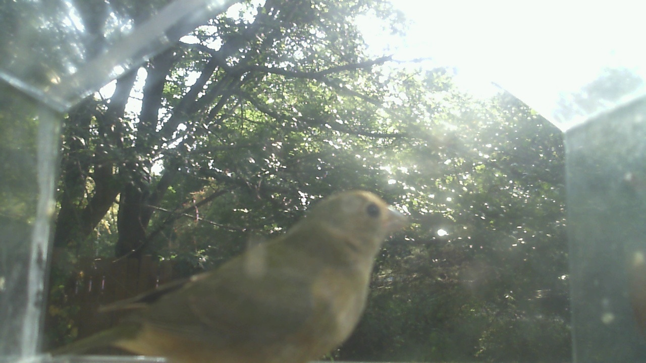 House Finch