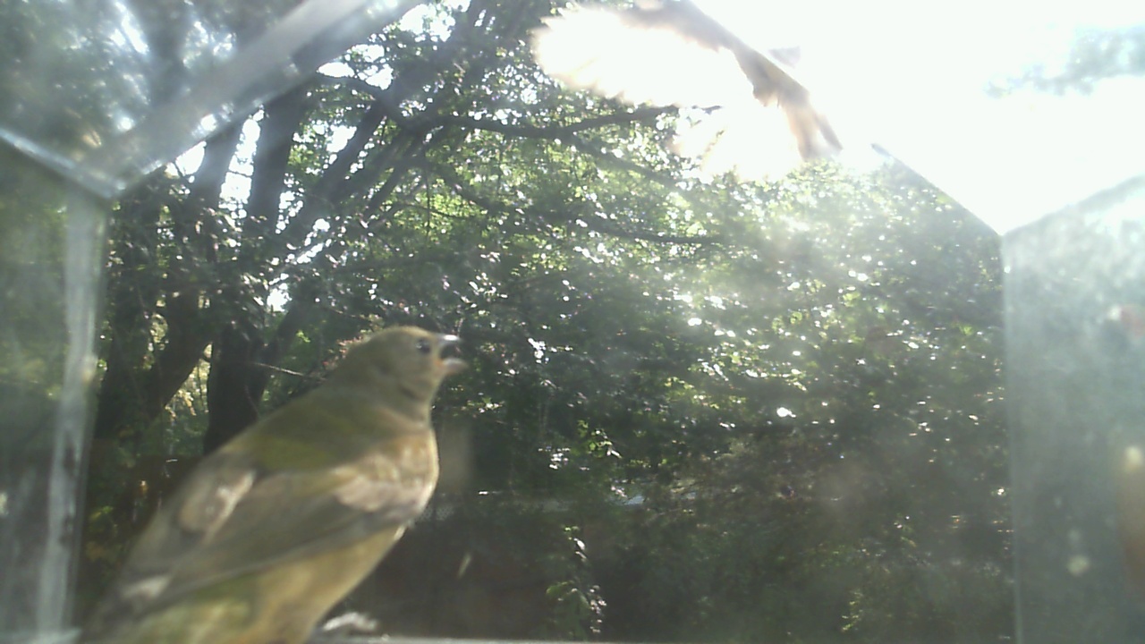 House Finch