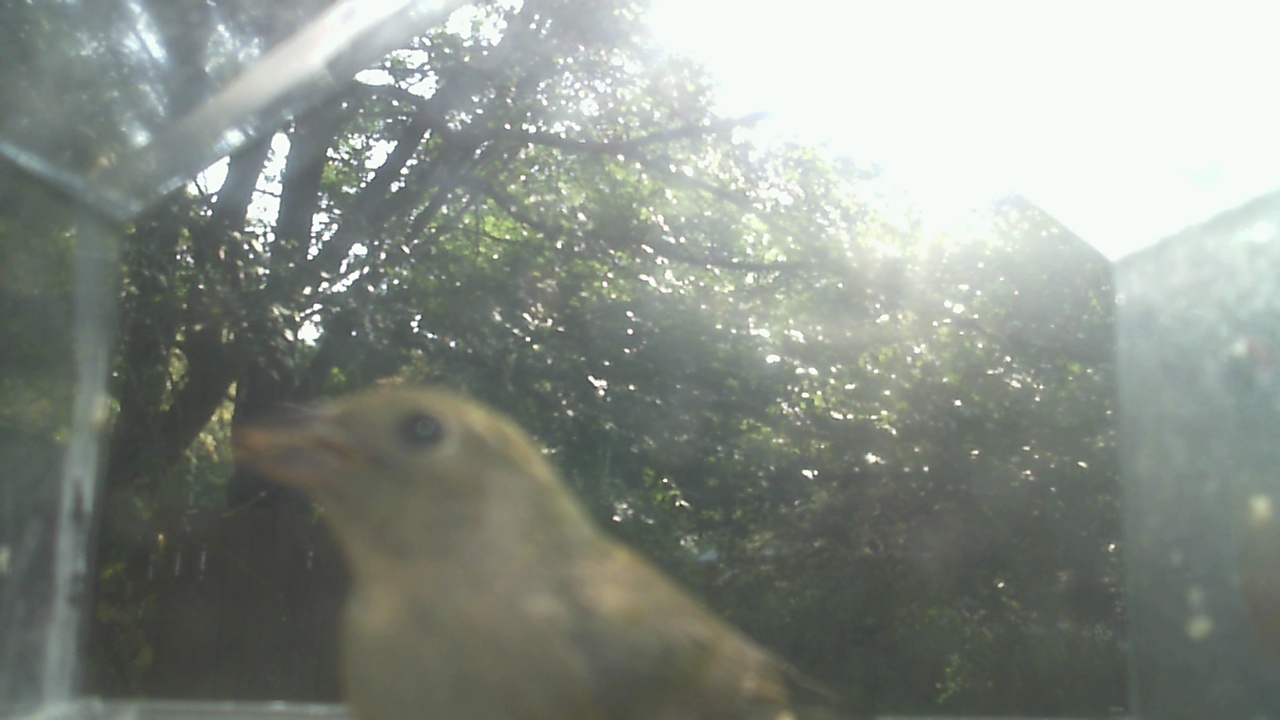 House Finch
