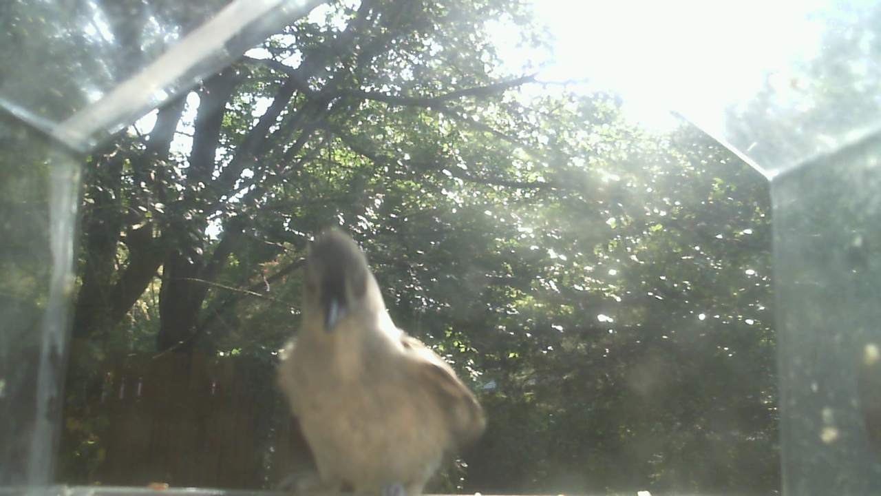 Mourning Dove