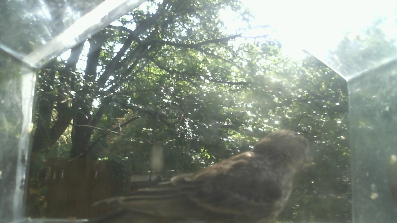House Finch