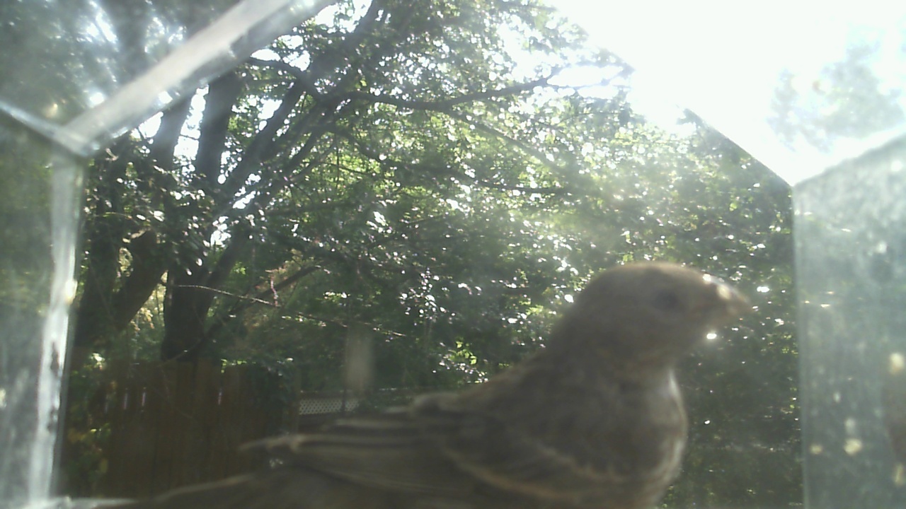 House Finch