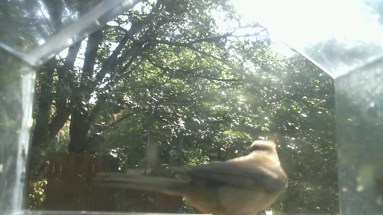 House Sparrow