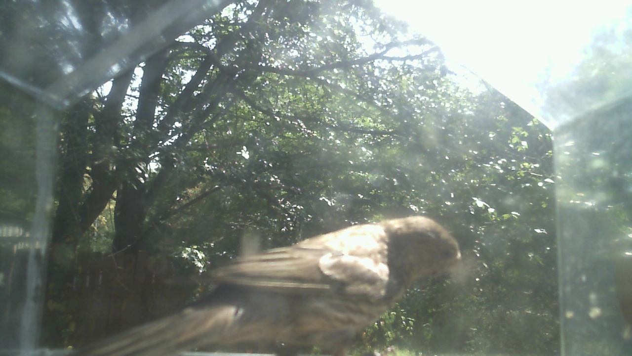 House Sparrow