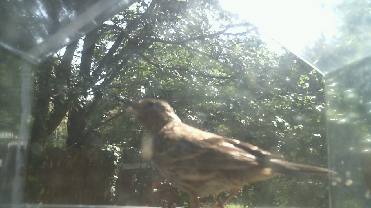 House Finch
