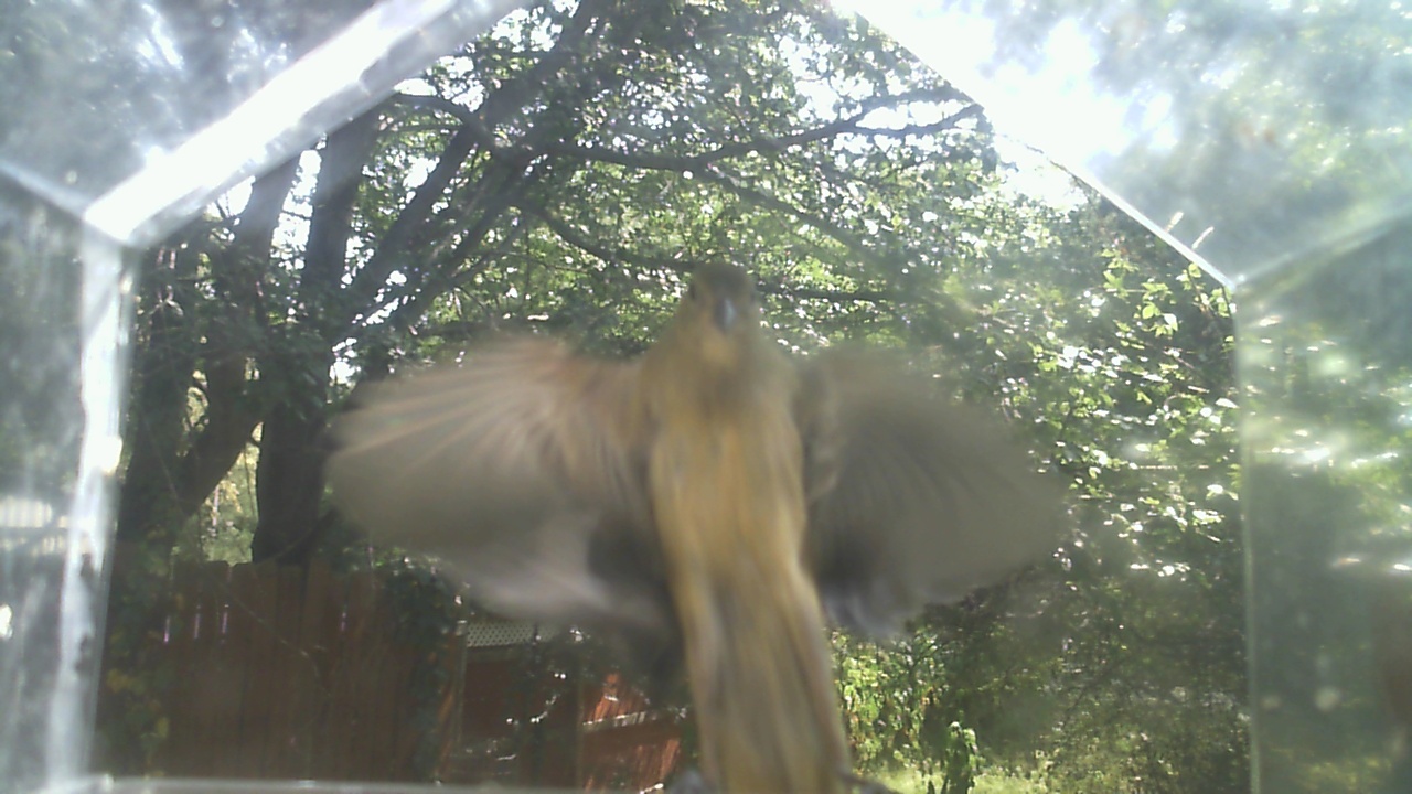 House Finch