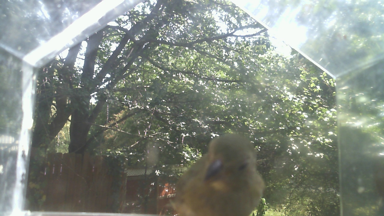 House Finch