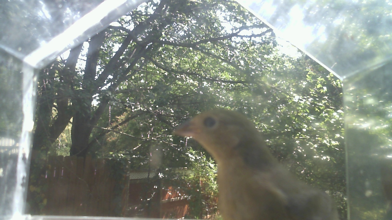 House Finch
