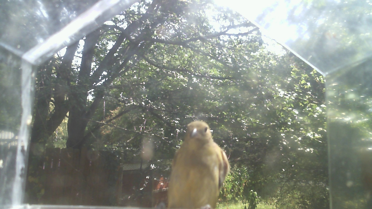 House Finch