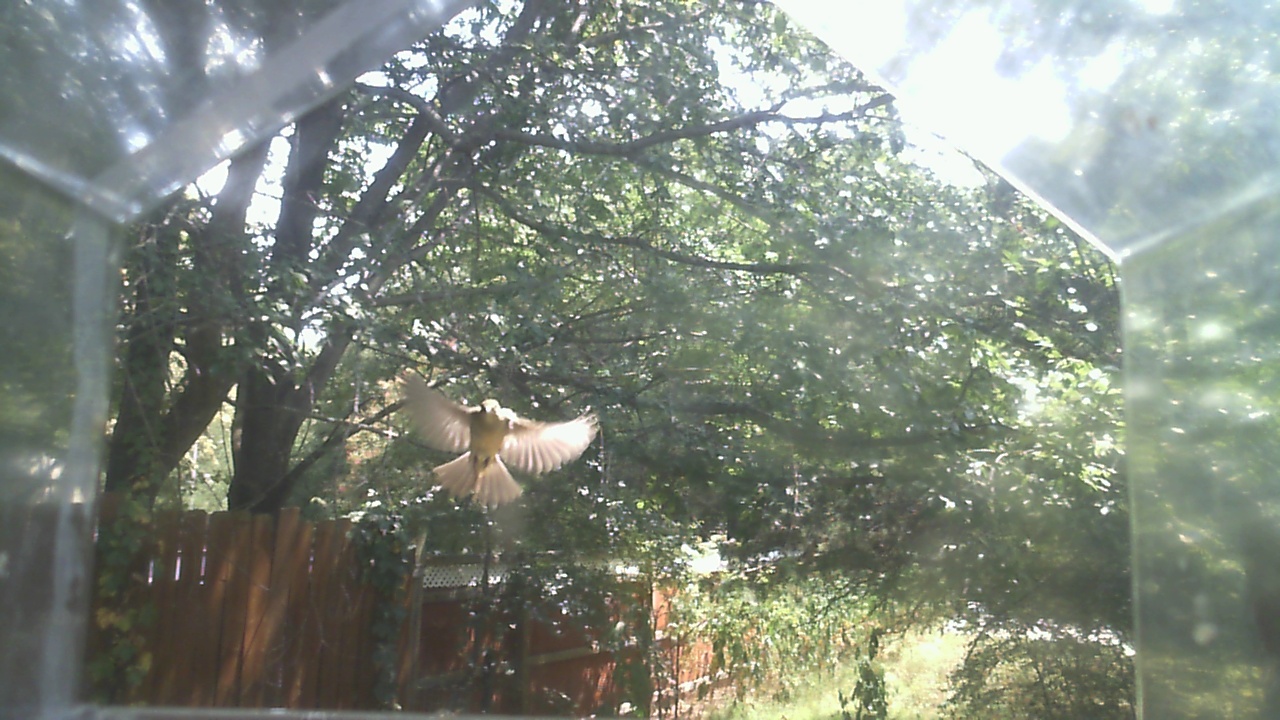 House Finch