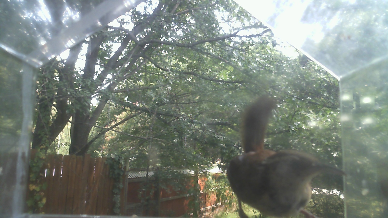 Carolina Wren