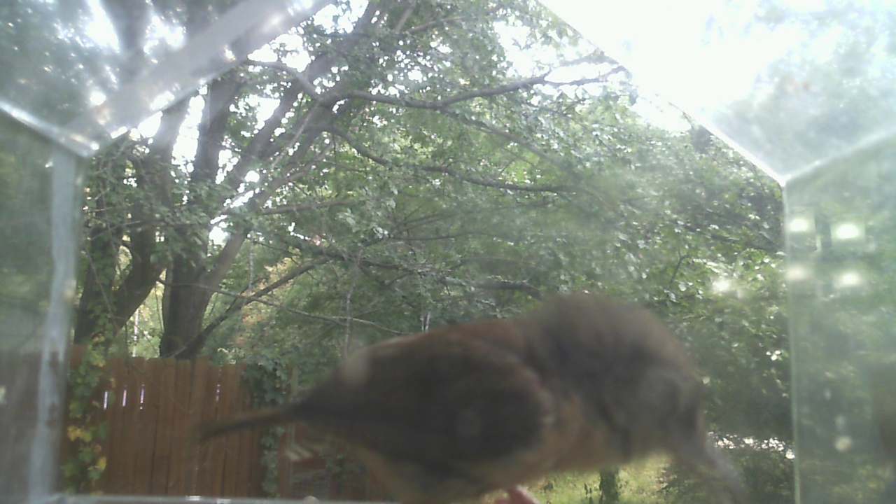 House Sparrow