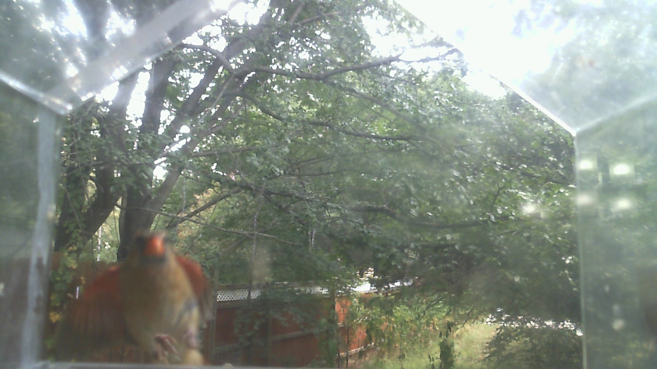 Northern Cardinal