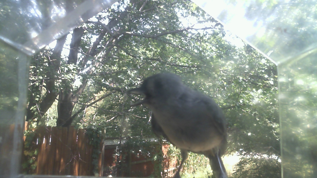 Carolina Chickadee