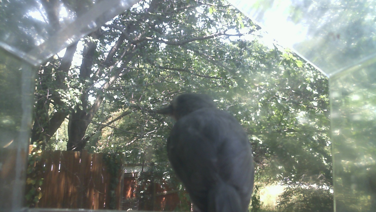 Common Grackle