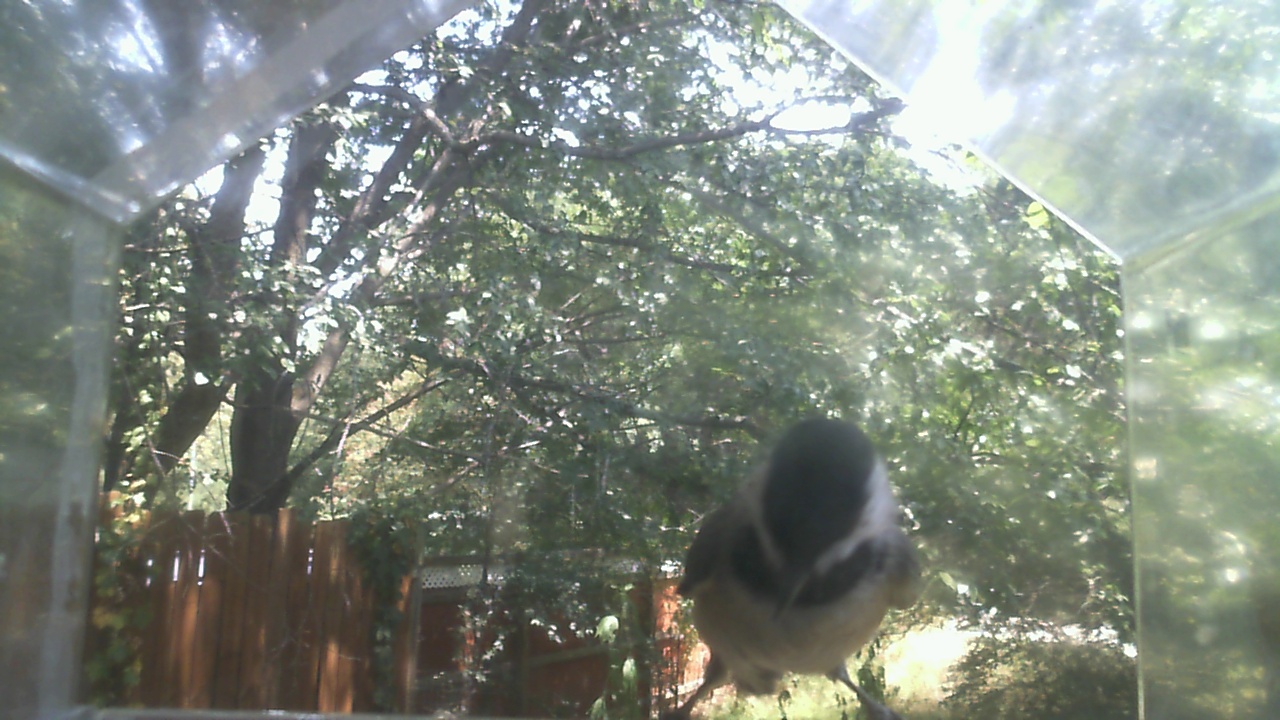 Carolina Chickadee