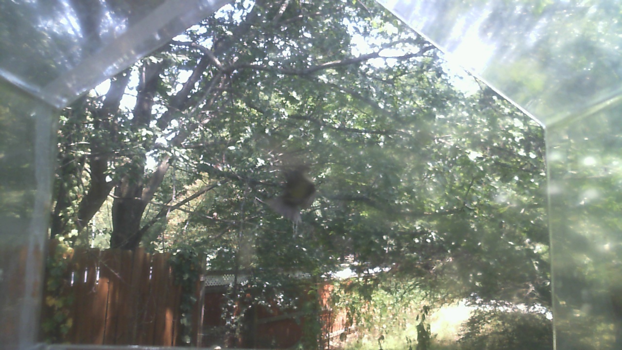 House Finch
