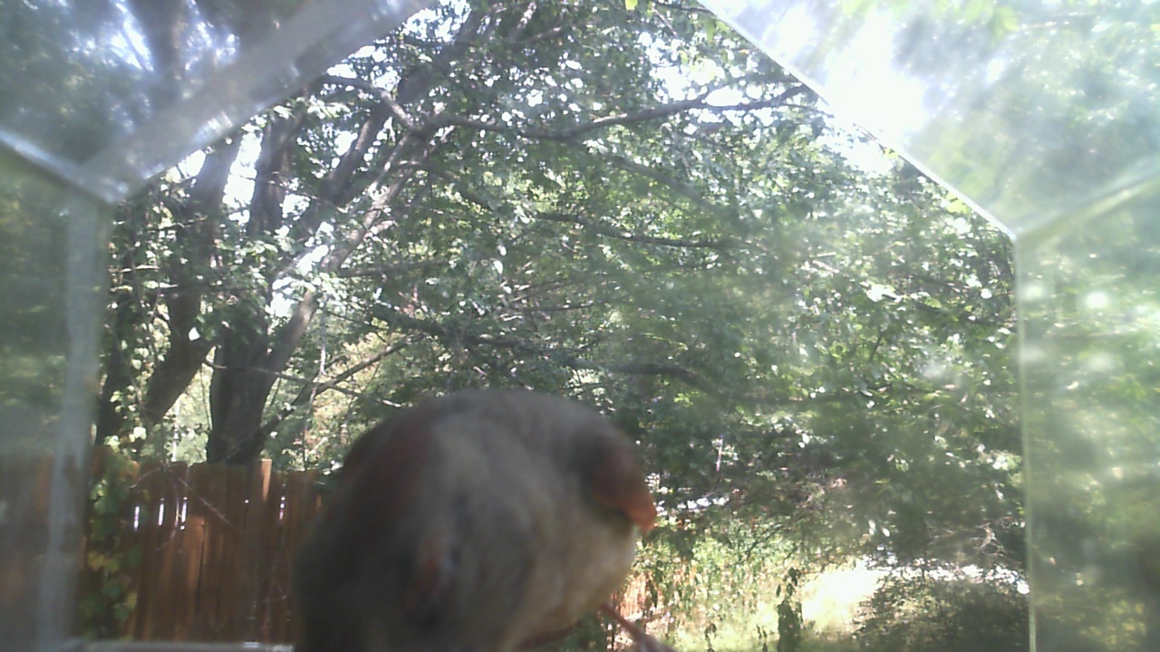 House Finch