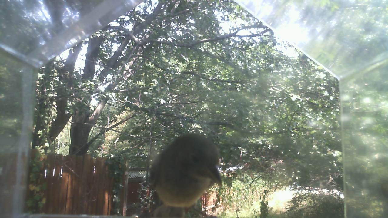 Carolina Chickadee