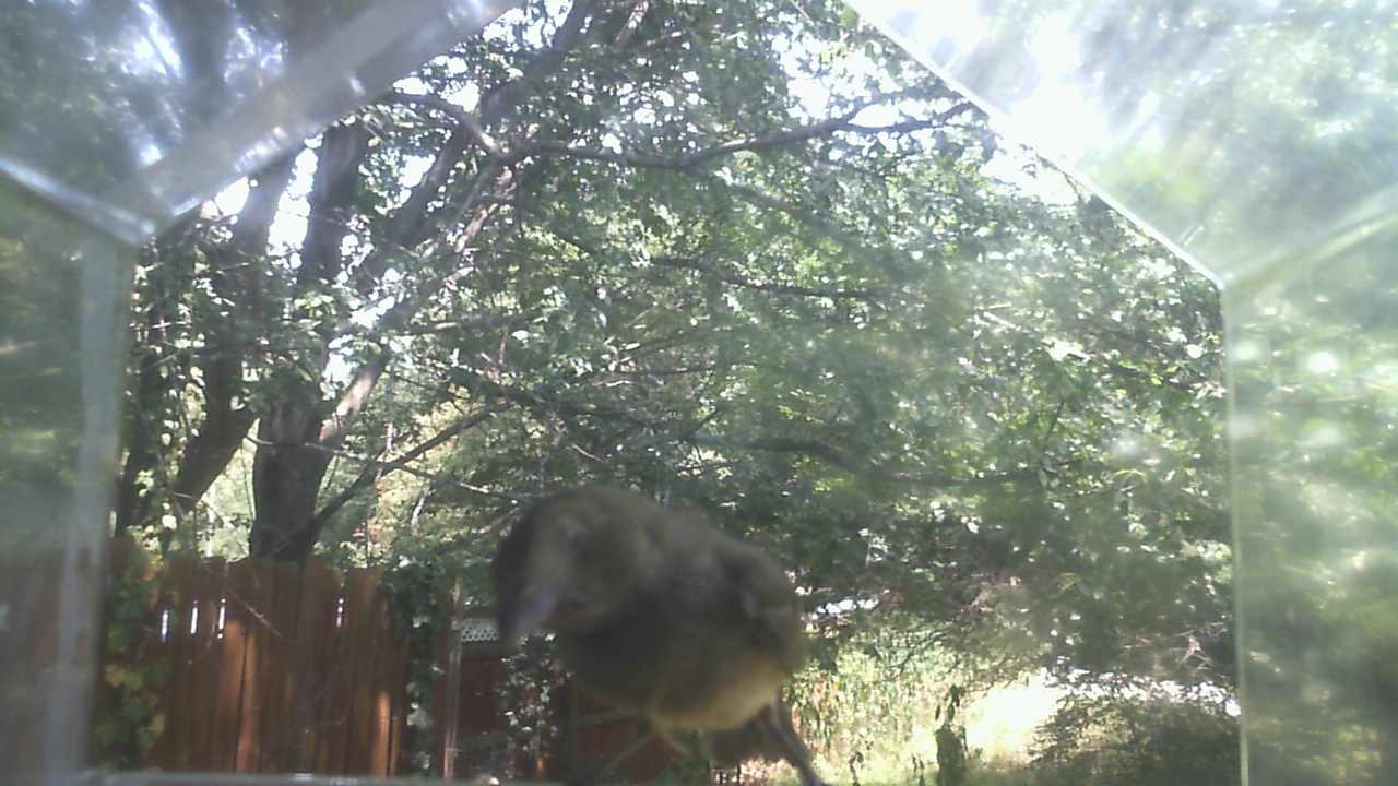 House Finch