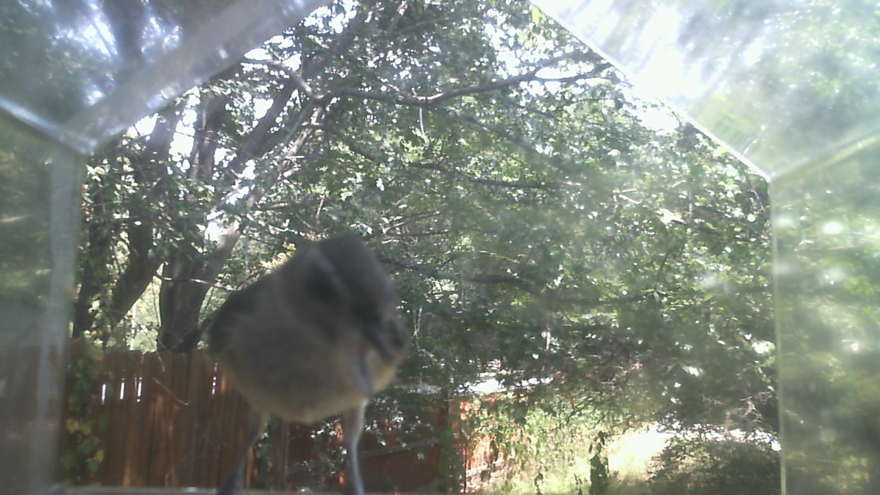 House Sparrow
