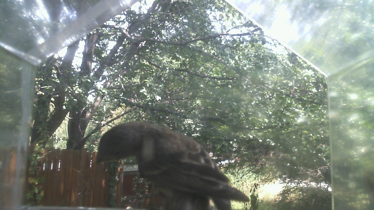 American Crow