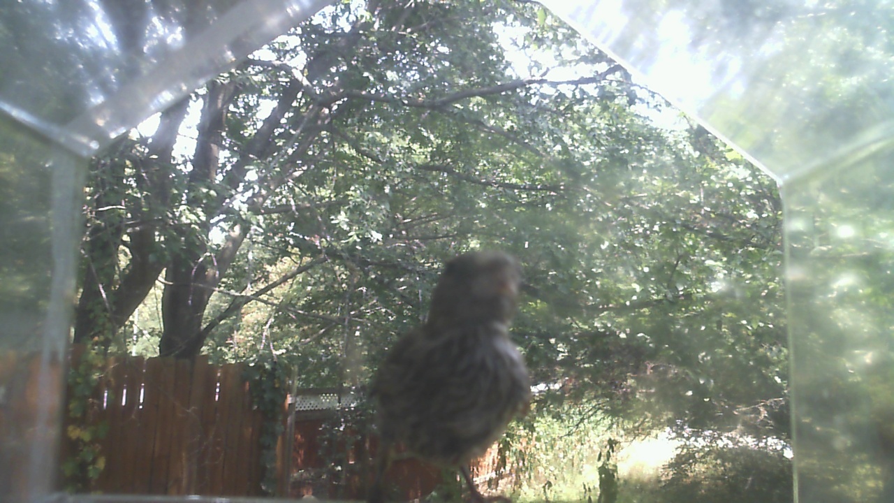 House Finch