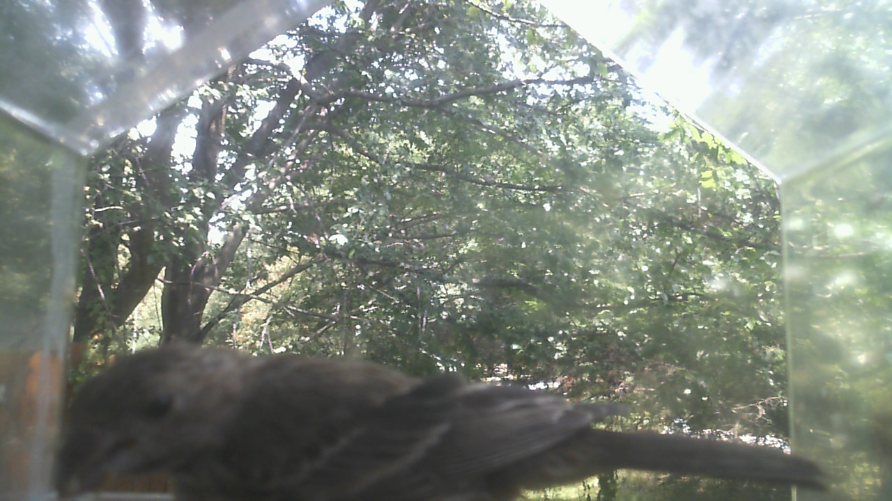House Sparrow