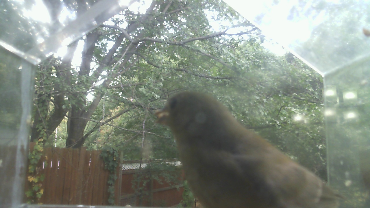 House Finch