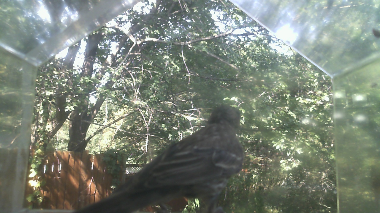 House Finch