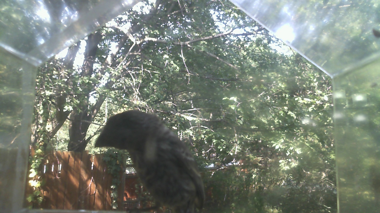 House Finch