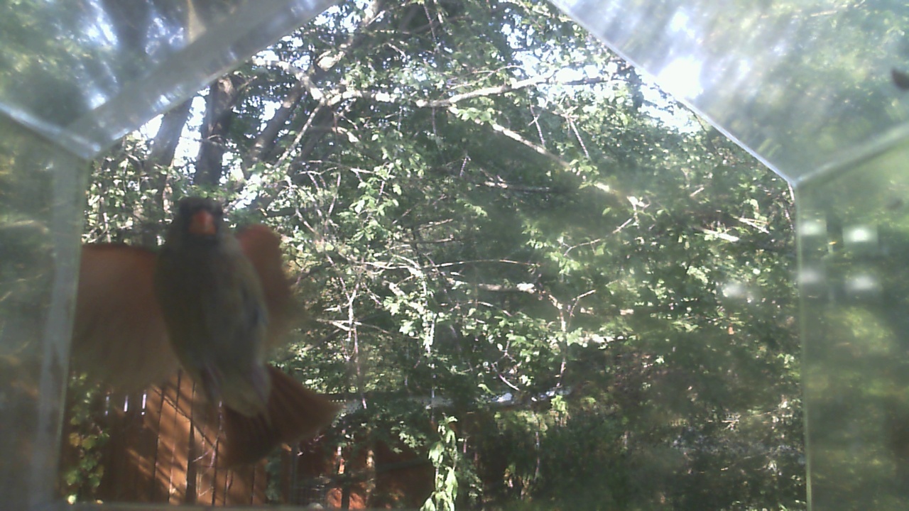 Northern Cardinal