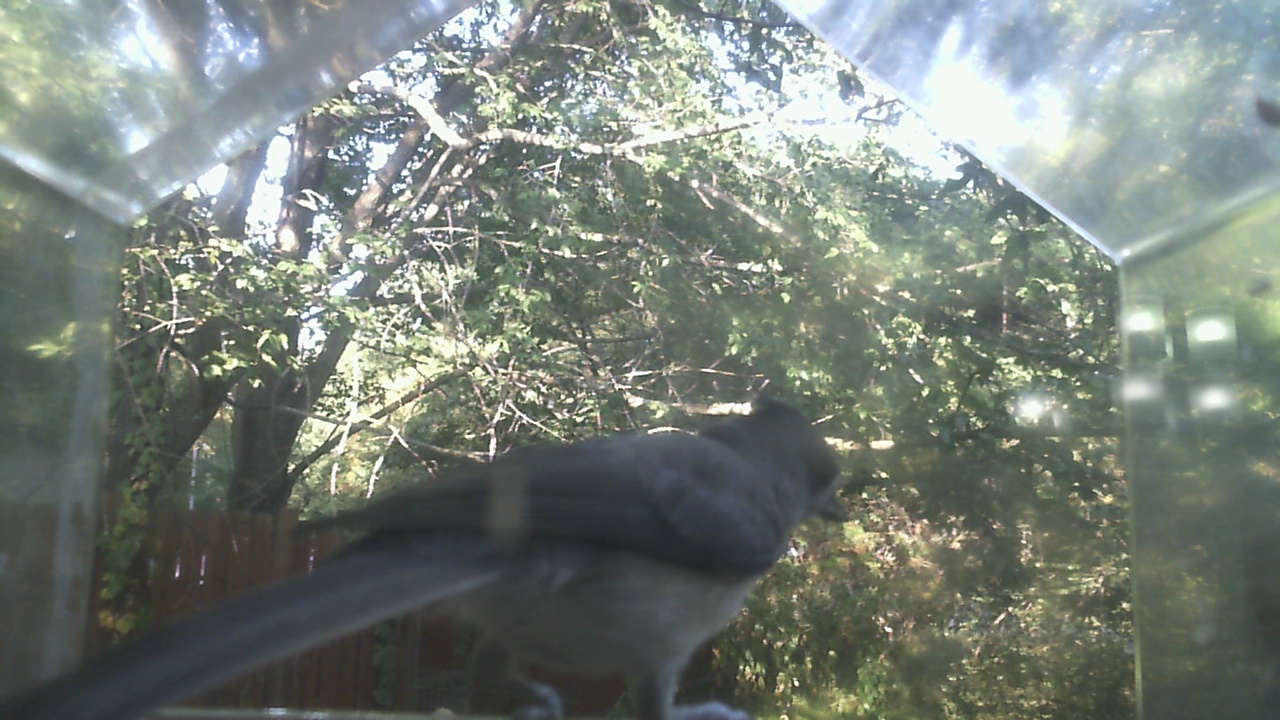 Northern Mockingbird
