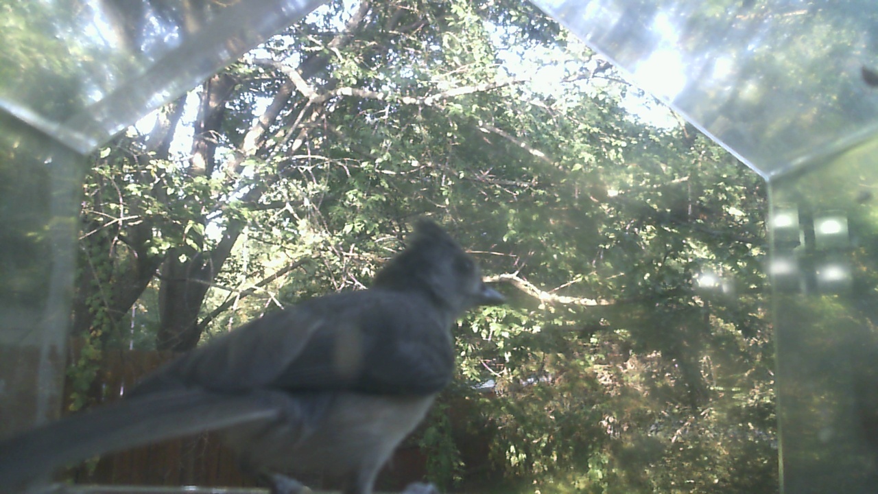 Mourning Dove