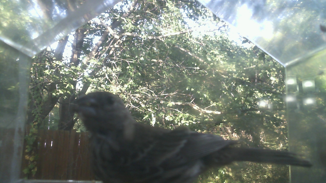 House Sparrow